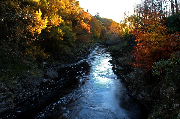 low force forest in teesdale