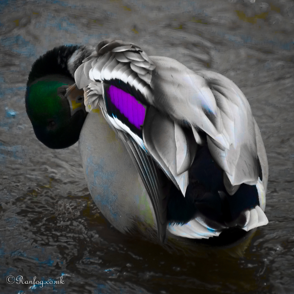 Oli Painted Duck