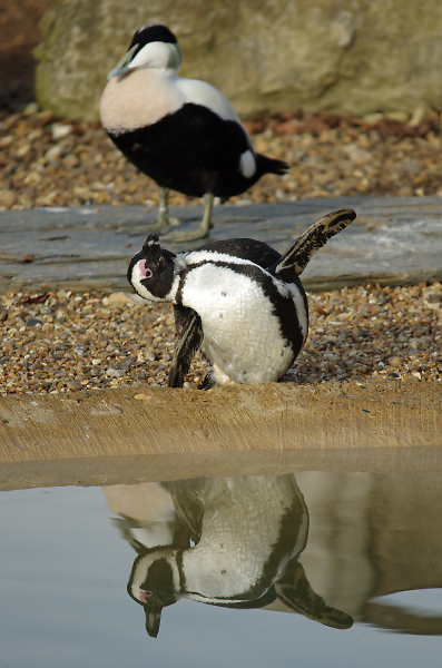 Penguin aerobics