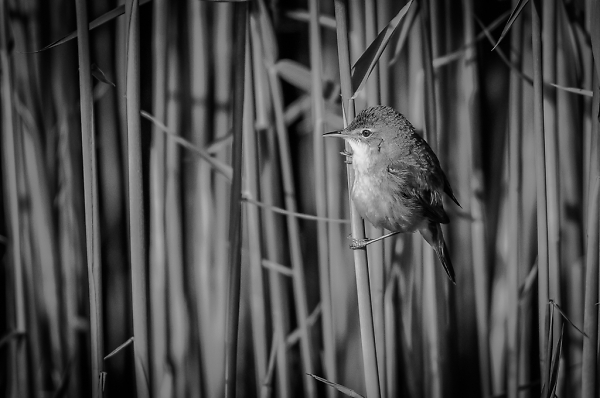 Reed Warbler