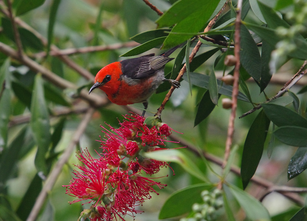 scarlet honeyeater