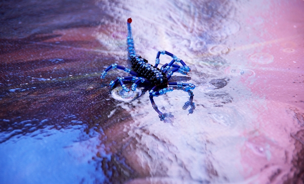 scorpion nebula