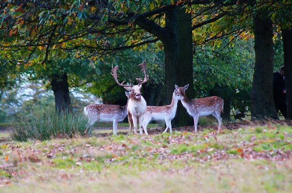 Stag protects his mates