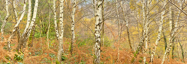 Sylvan Sentinels