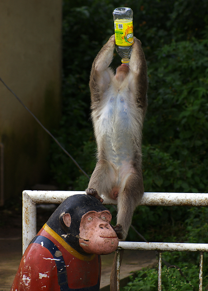 The thirsty monkey