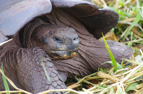 TORTOISE