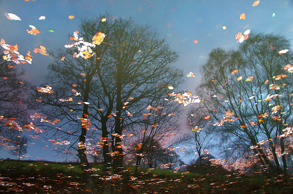 Trees Reflected in the Rochdale Canal