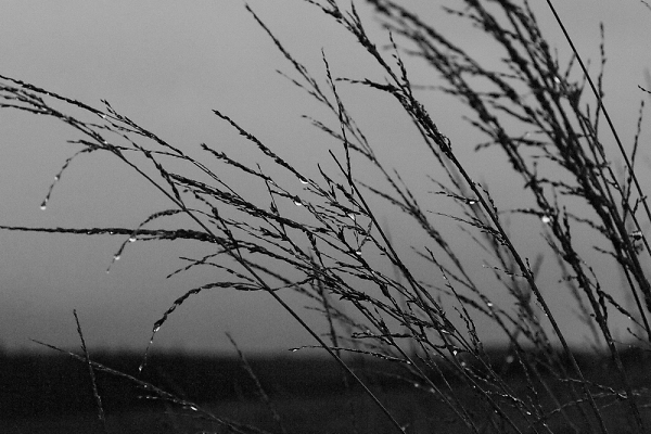 Wet grass