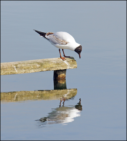 Who's A Pretty Gull, Then?