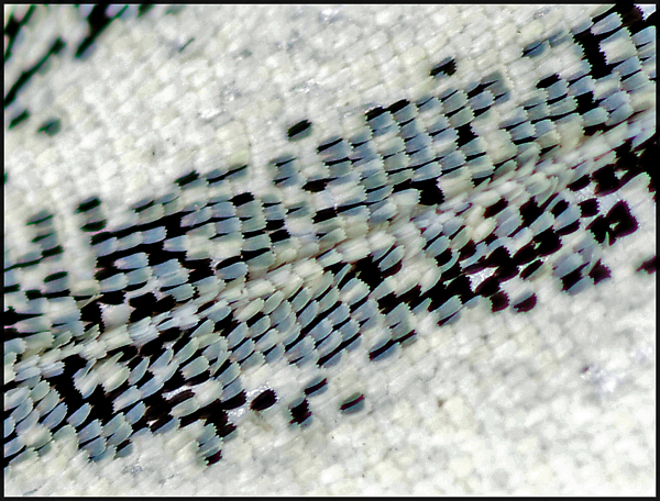 Wing Scales...