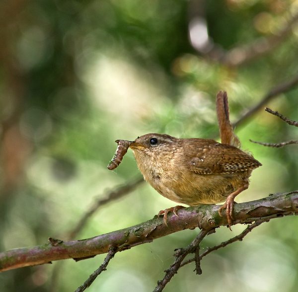 Wren & Grub