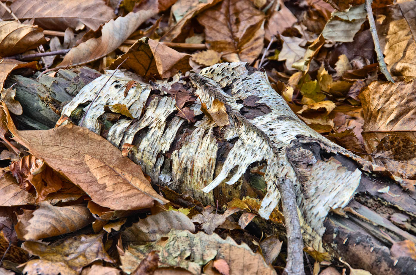 Decaying Log