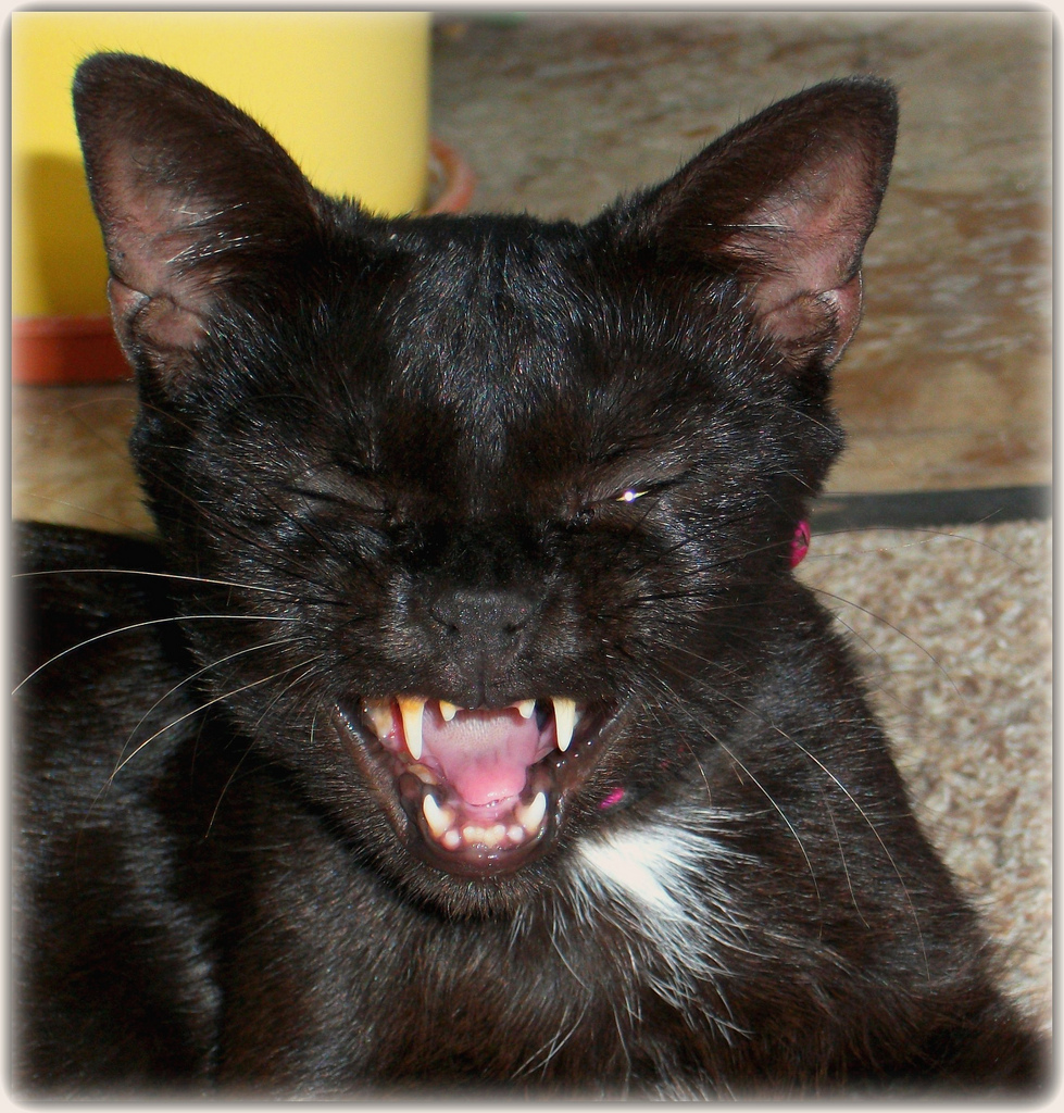 Funny Face
