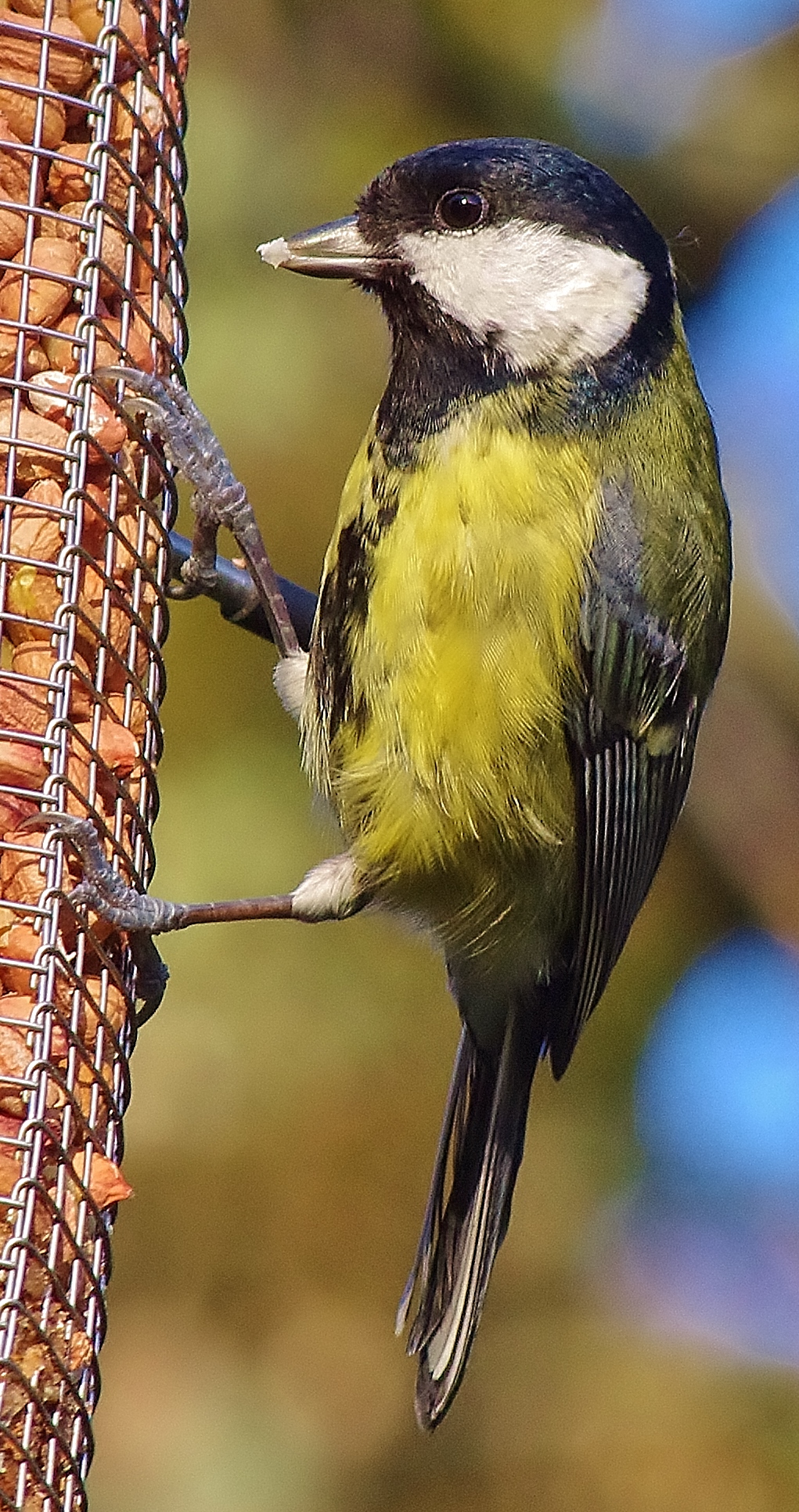 great tit