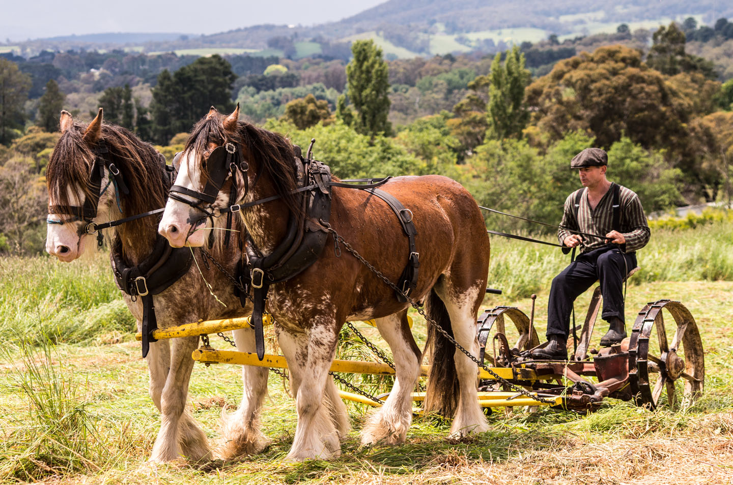 Working Horses