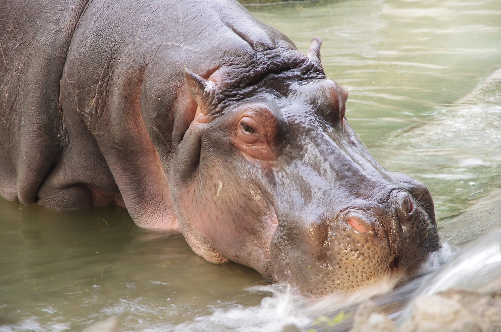 A Hippo