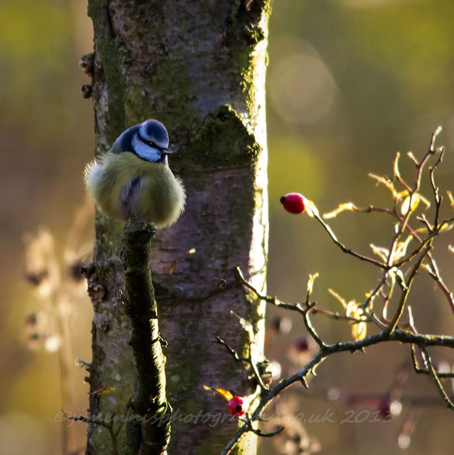 Bluey