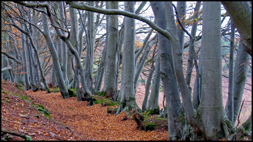 Exmoor Beeches