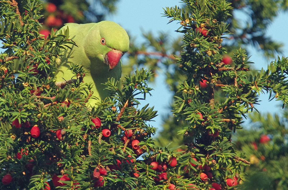 Green and pleasant land...