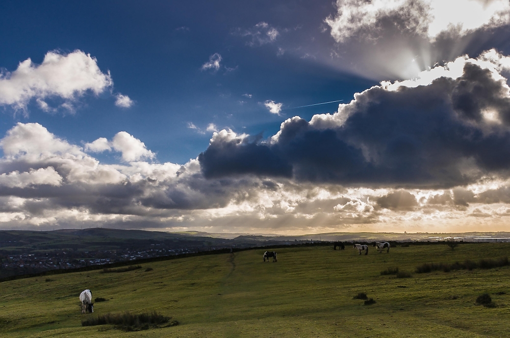 horses under a big sky