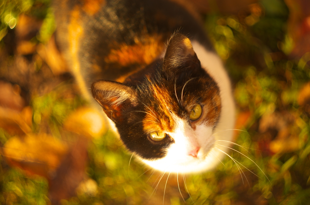 miau