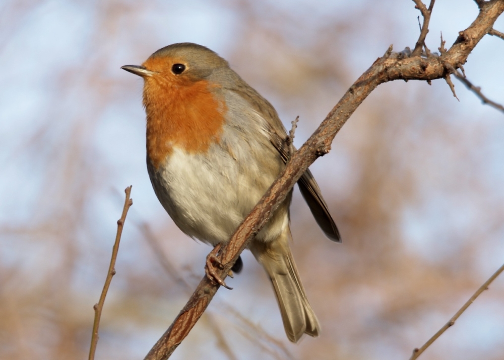 Robin