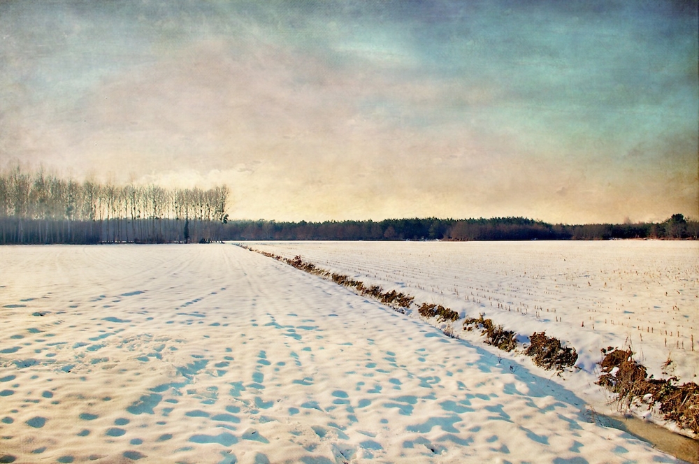 Snowy field