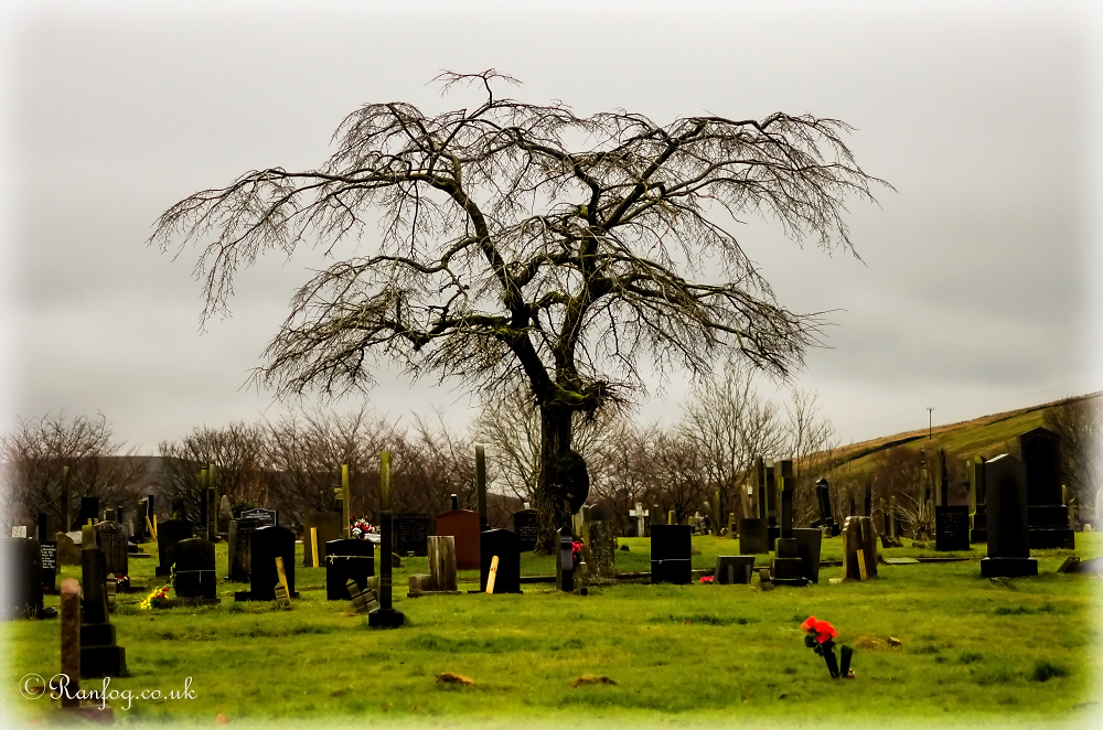 The Tree