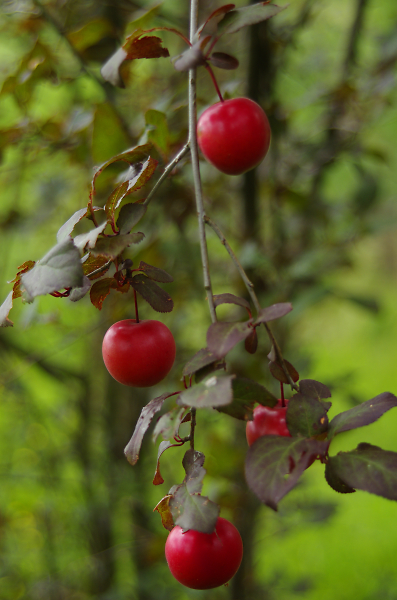3 wild plums Plums