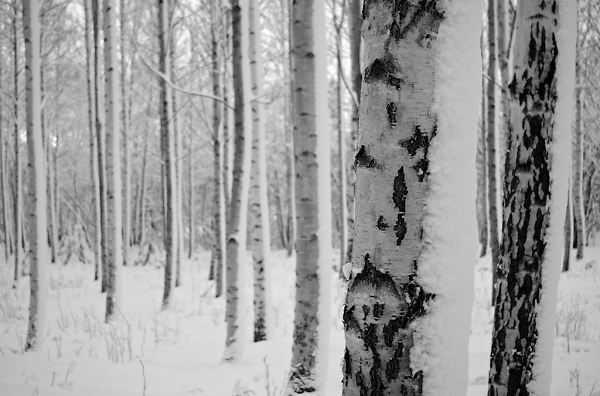 Snow Birches