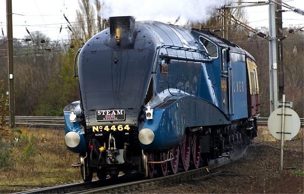 Bittern
