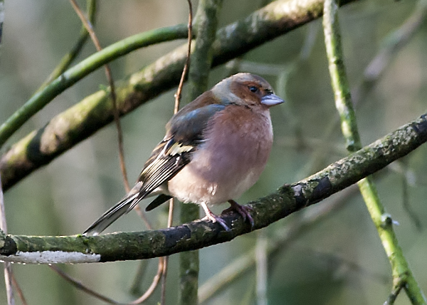 Chaffinch