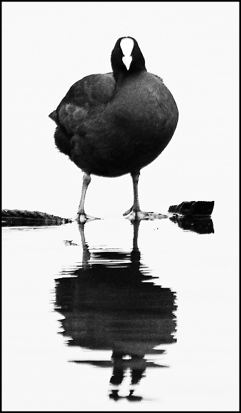 Coot