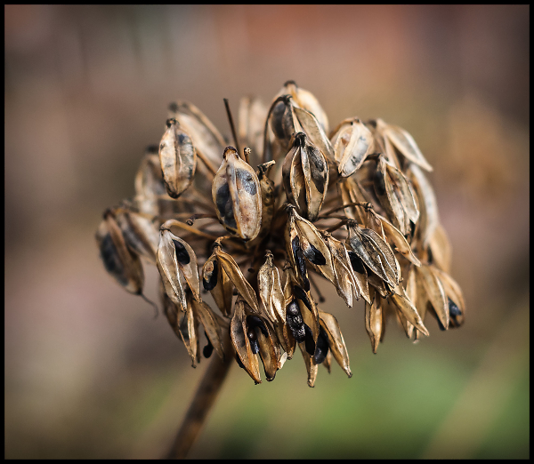 Dead Head