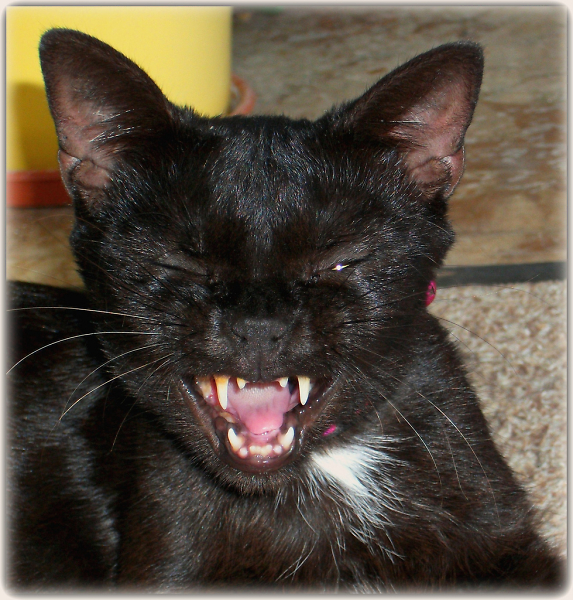 Funny Face