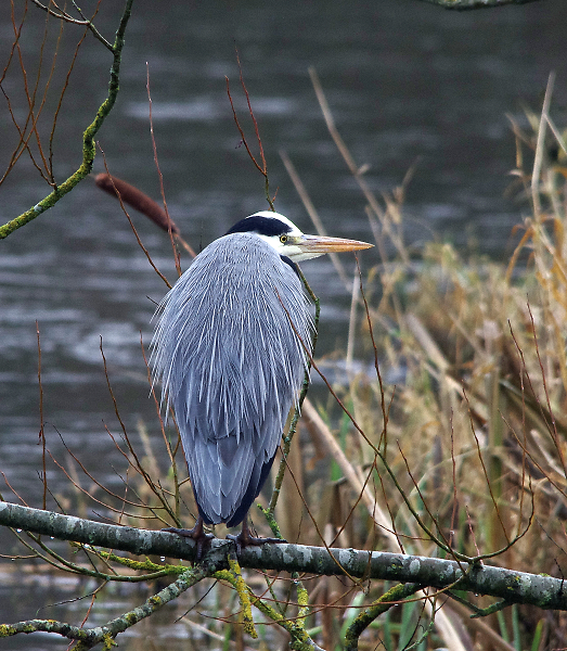 Heron