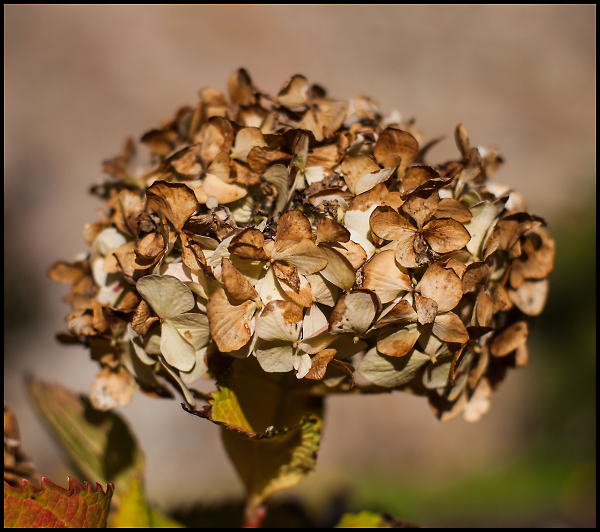 Hydrangea