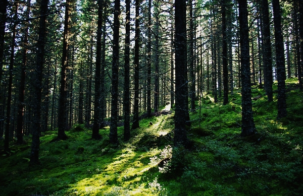 In The Woods
