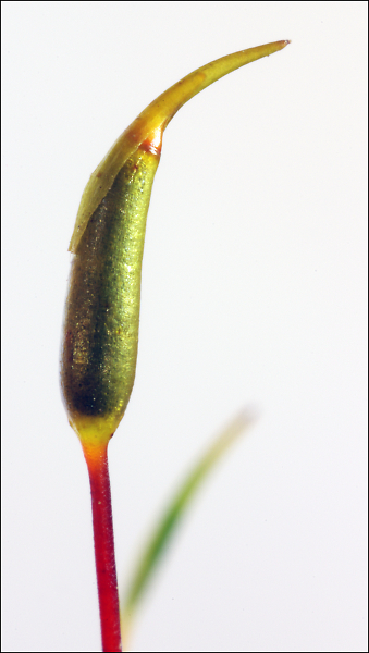 Moss Sporangium
