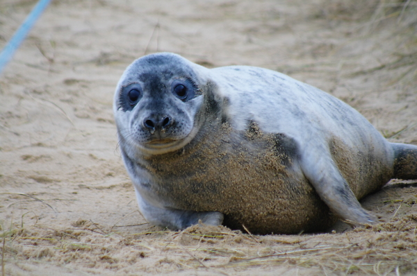 Norfolk Grey seal takes a look