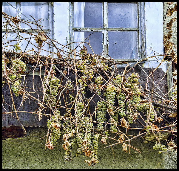 Not Harvested