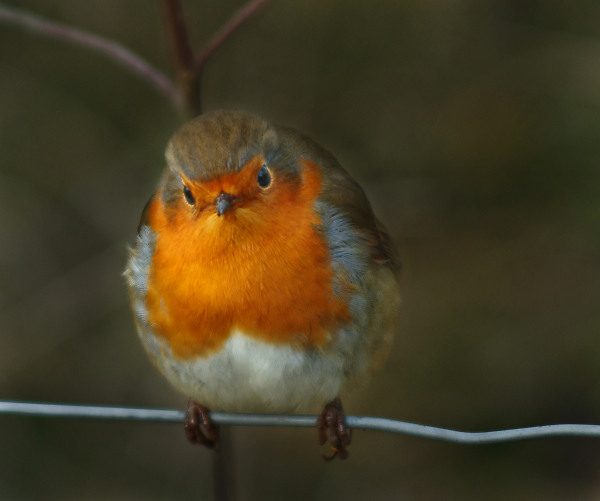 Our Winter Friend