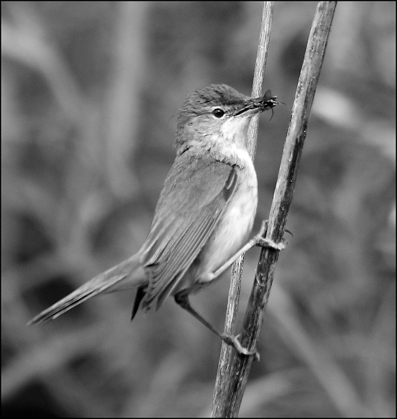 Reed Warbler