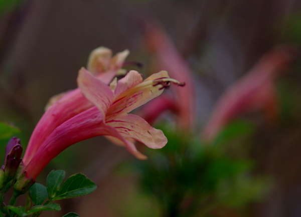 soft silk