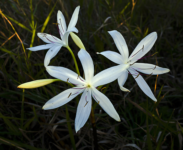 Swamp Lily
