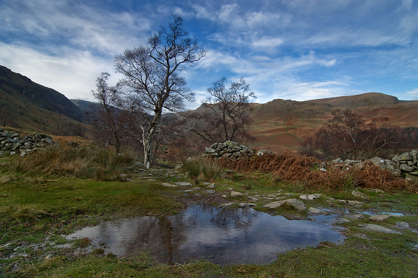 Trees In A Puddle