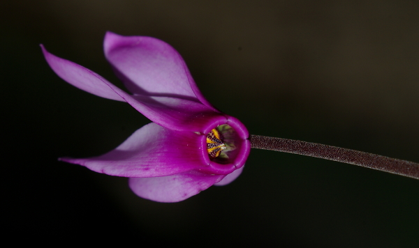 WITH PENTAX  K20 AND PENTAX 100 MM F4 MANUAL LENS