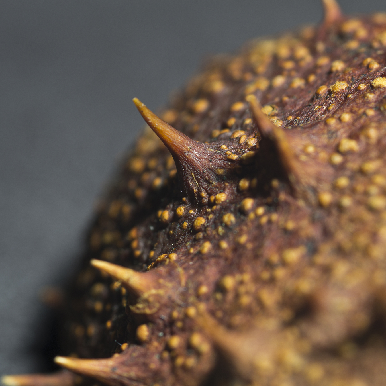 Horse chestnut