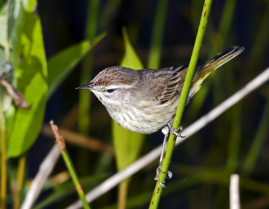 Palm Warbler