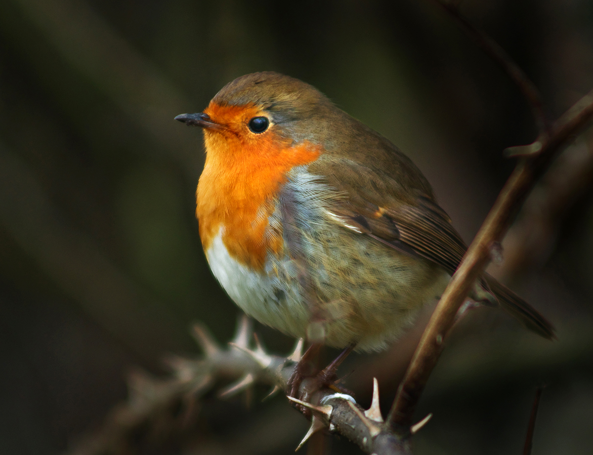 Redbreast & Rose Stem